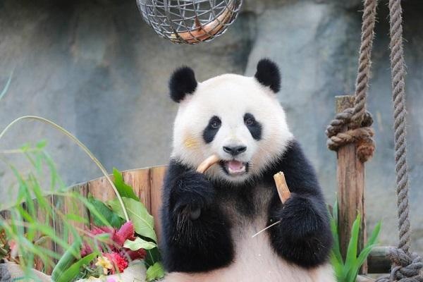 野生动物园大熊猫"七七"两周岁啦