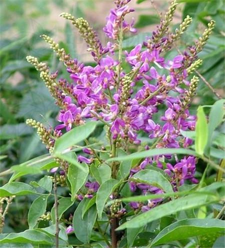 花卉植物鸡血藤的养护方法