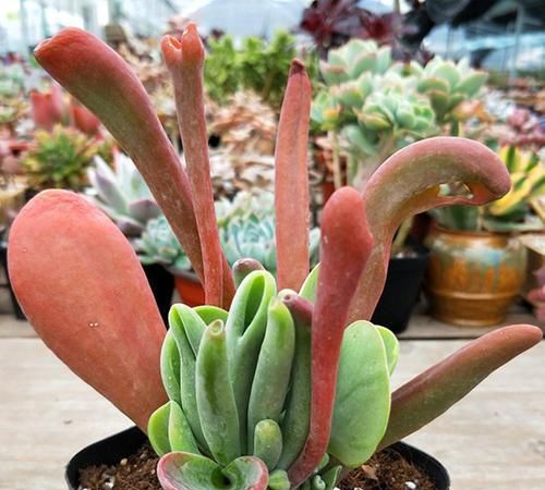 夏型种多肉"火狐狸",浑身红彤彤,还有小洞洞,酷似招财树