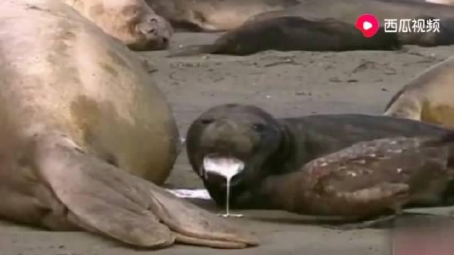 海豹妈妈奶水足 小海豹吃到 吐 贼鸥厚着脸皮来蹭奶