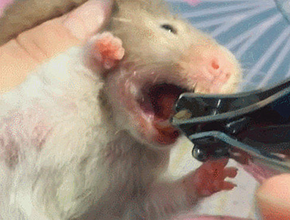 仓鼠牙齿太长,女子拿出指甲剪就是咔嚓一刀,看得心都揪了起来