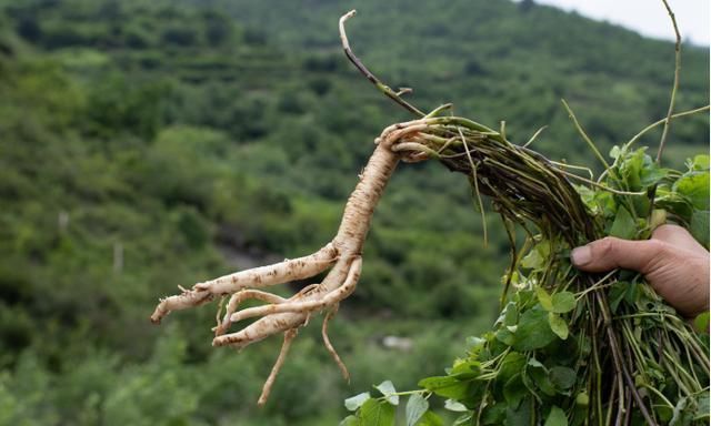 肃省陇南纹党参产地考察记录