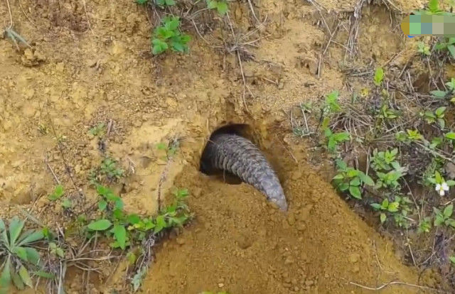 以为蛇在打洞,真相却让他哭笑不得|尾巴|穿山甲|蟒蛇_新浪新闻