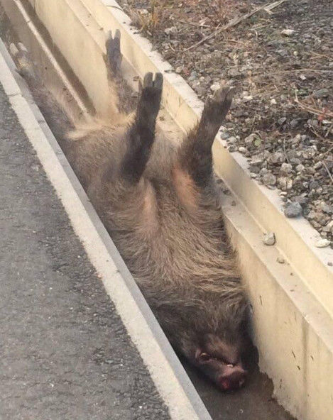 突然听到野猪吼叫,寻着声音过去却让他哭笑不得|野猪|村民|吼叫声