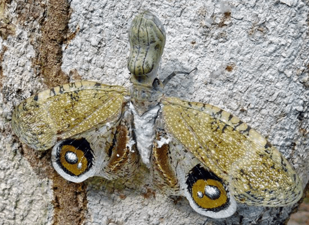 一男子钓鱼,发现只长相怪异的"蝴蝶",仔细看后让人很意外