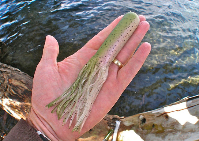 男子走在海边无意间发现怪异的鱿鱼,拿起来一看吓到了