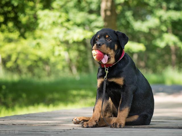 很值得养的罗威纳犬,随便说几个优点,都能让你心动