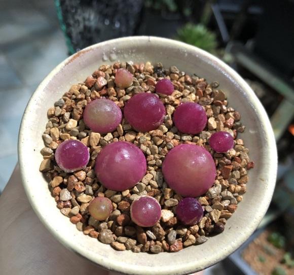 "肉锥"度夏难?稍不留神就化水,2个"小技巧",度夏无压力