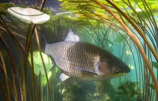 夏钓草鱼全攻略看懂弄明白想钓草鱼就是这么简单