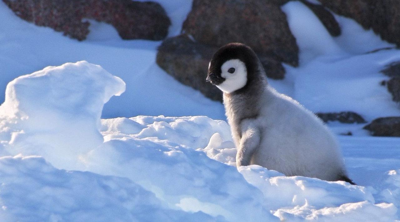推荐一部纪录片《雪宝:一只企鹅的故事》