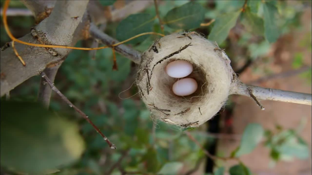 这是一个蜂鸟筑巢的视频——虽然是世界上最小的鸟