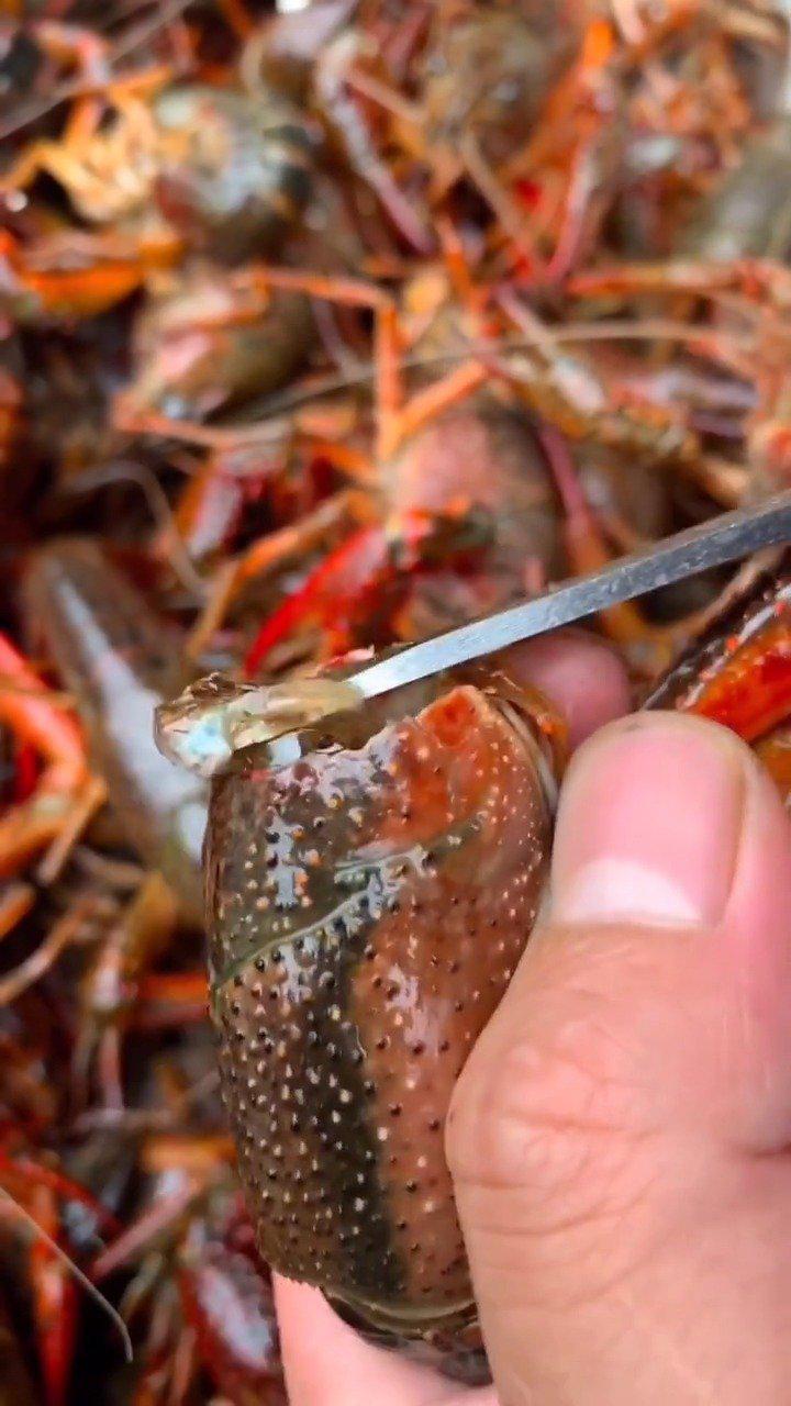 我的天啊,一个钳子都这么的大,那这个虾得有多大