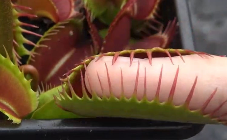 小伙子将手指伸入捕蝇草不料出现这一幕不得不惊叹捕蝇草的灵敏