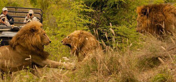 流浪雄狮想要加入狮群不被认可,反被两只雄狮暴打,身上伤痕累累