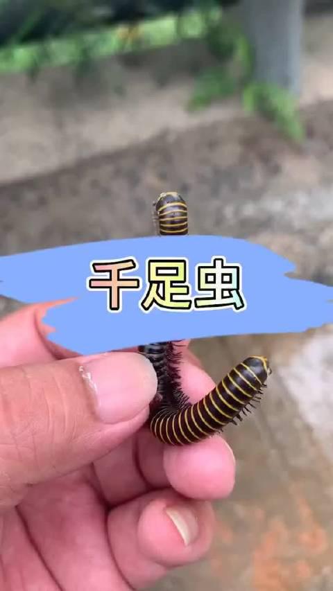 千足虫睡个觉也不让人安生