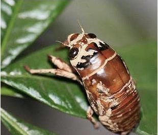 知了猴|若虫|蝉_新浪新闻