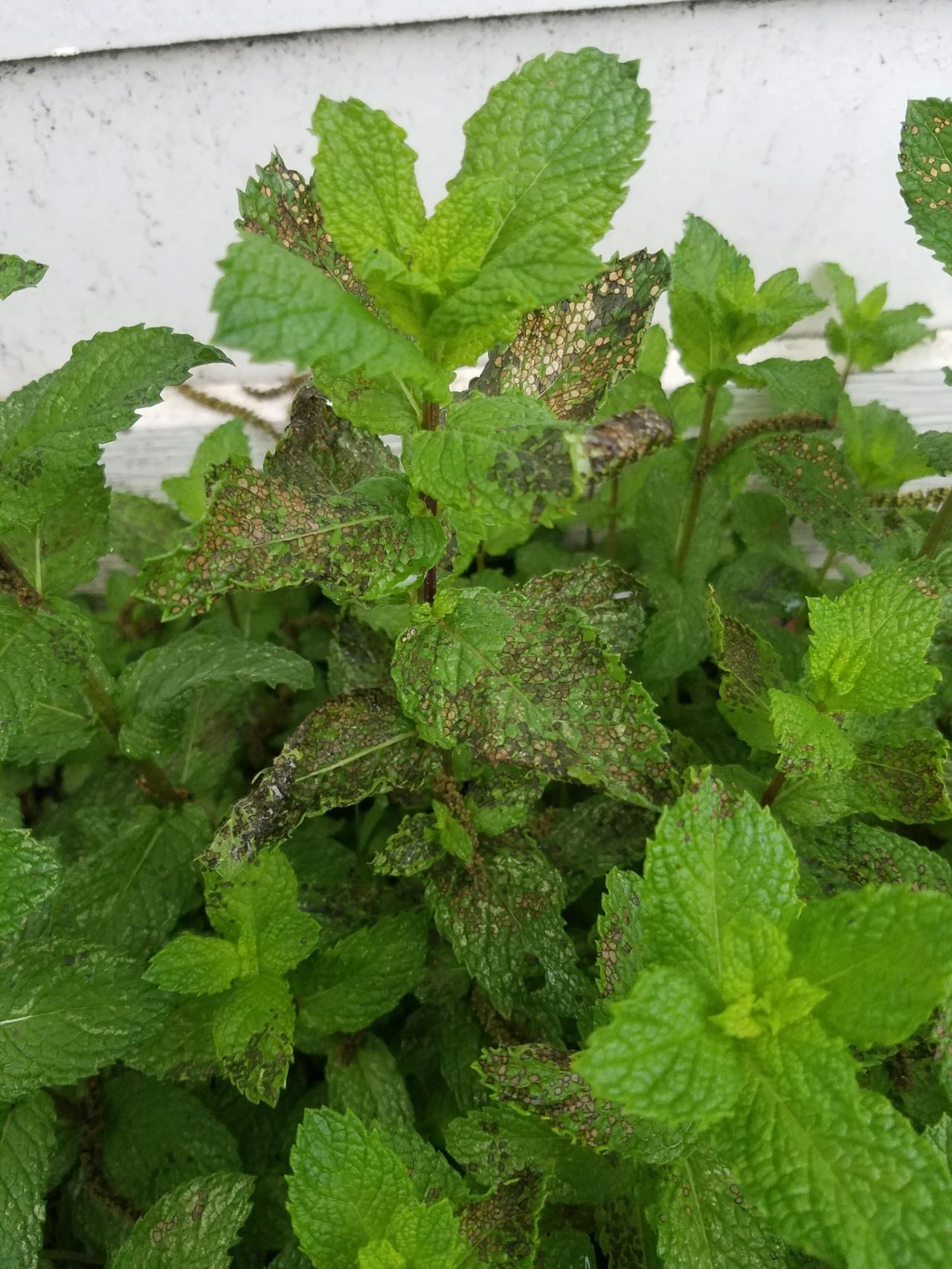 薄荷养家里总是突然叶黄枯萎做好几点可防治有病害要赶紧清除