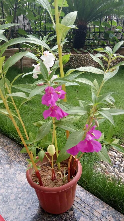 养了一盆非洲凤仙花,提高花量有技巧,满树花艳极了|根系|植株|叶片