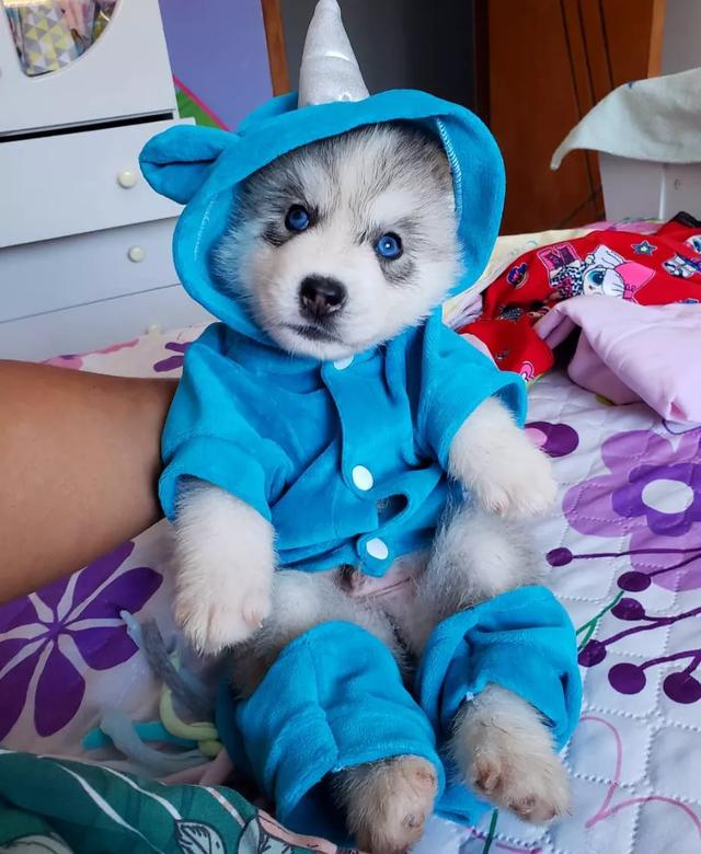 网友给家里的二哈宝宝买了件衣服没想到穿上后瞬间被萌翻