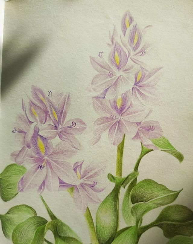 夜来香一组美丽的花朵花语和传说