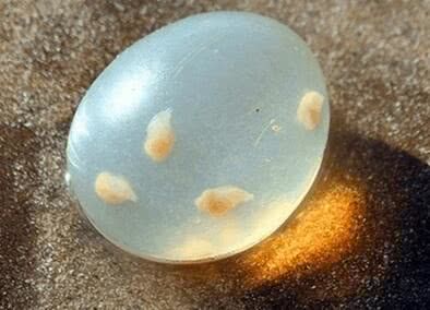 女子沙滩散步,发现"卵石"躺在泥土上,里面还有很多小生物