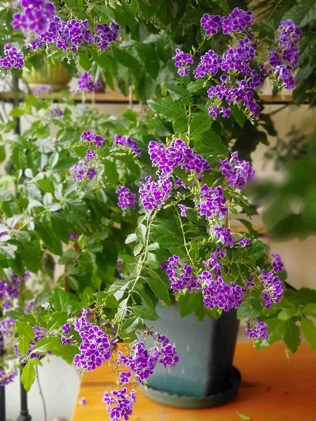 夏季养花选这种,耐热好养,全年开花,又美又香,阳台盆栽也可以|蓝精灵