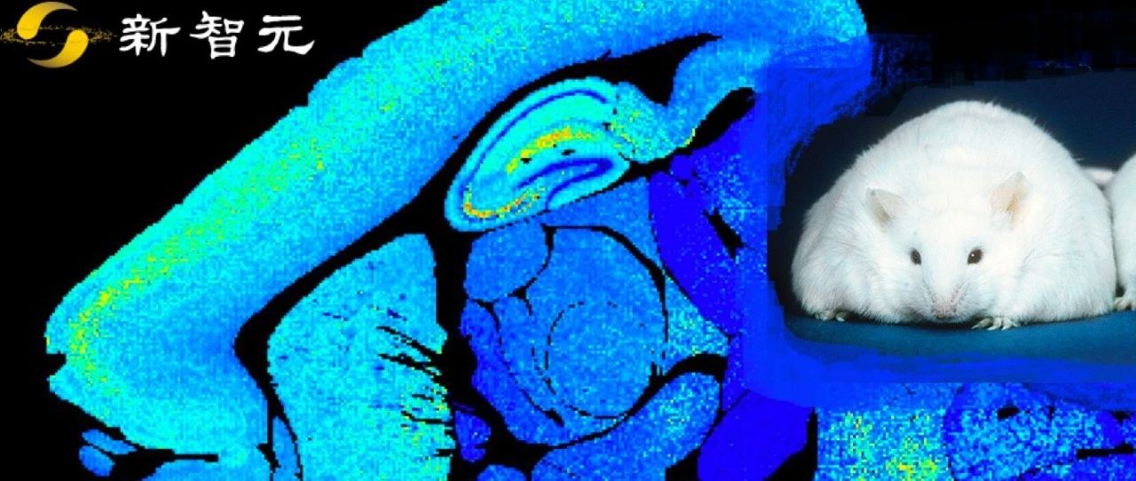 Science封面：打开小鼠大脑，看到了50亿个「兴奋性突触」！