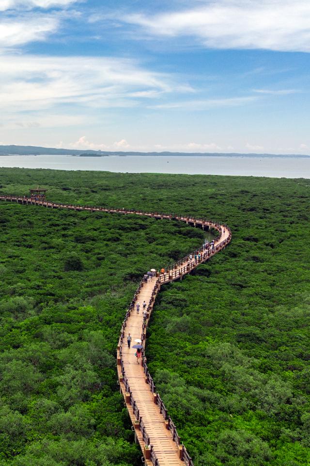 我国最大红树林旅游景区,世界第三,可以在海水下生长