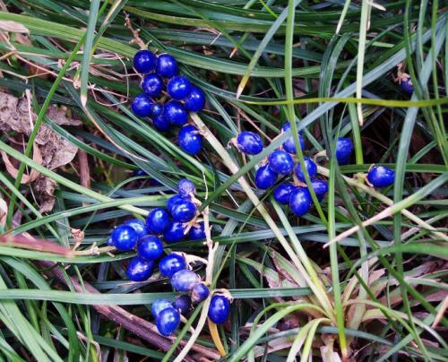 4种野花,带回家种盆里,养成漂亮盆栽,喜欢养花别错过