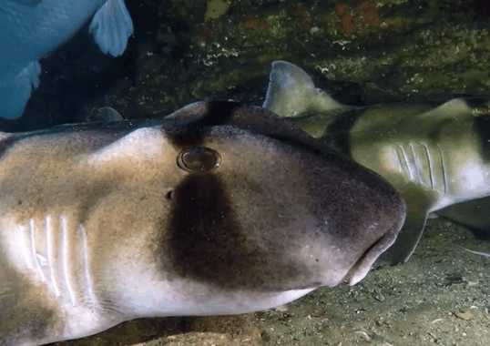 男子潜水发现"猪鼻"怪鱼, 细看后却是这种大家伙