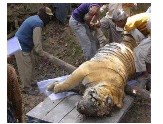 人们在河边看到一只老虎剖开肚子一看让他们难过不已