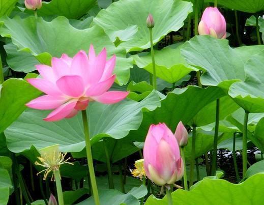 竹子生命力强荷花开花高洁但寓意如何能家养吗