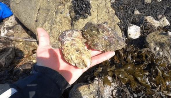 跟朋友去赶海,我捡海鲜,朋友却捡"石头",回家后才知其中猫腻