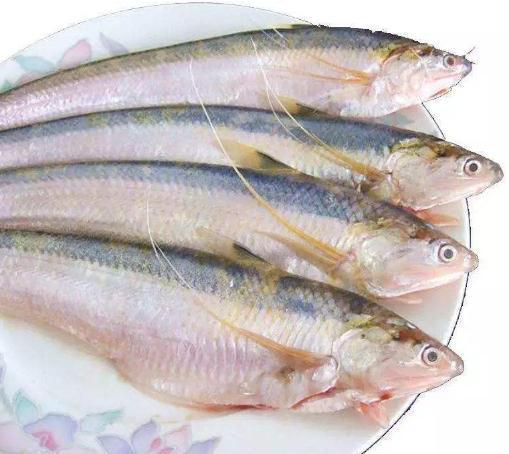 3种"贵族鱼",价格昂贵无比鲜美,有钱都买不到|黄唇鱼|鲥鱼|鱼_新浪