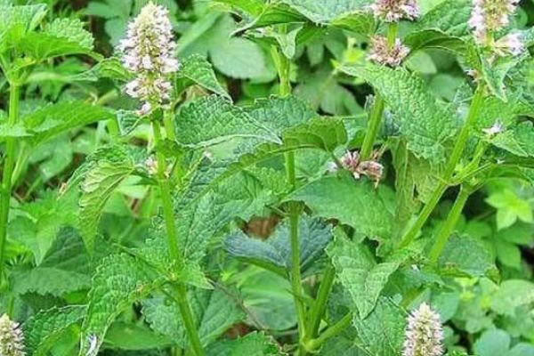 藿香藿香味辛,性微温,入脾,胃,肺经.