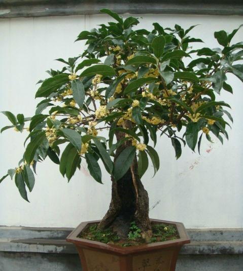 桂花香气浓郁,深受人们喜爱,桂花盆栽如何养护?