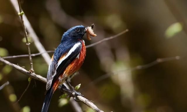 (繁育季节的白喉红尾鸲雄鸟  赵锷摄)(棕颈雪雀  赵锷摄)(白腰雪雀