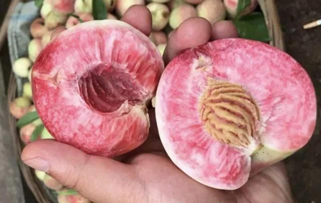 被人遗忘的古老水果小时候经常吃脆甜可口现在却很少见了