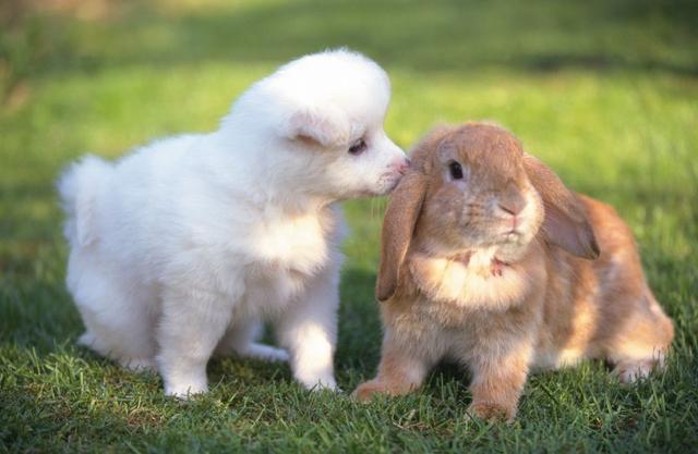 小兔兔大狗狗情侣图片图片