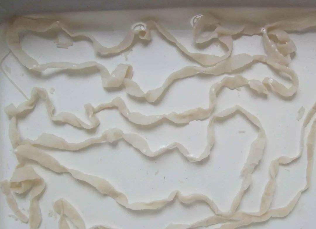 28岁美女买回来一盆鱼,切开鱼肚子发现"面条"的异物,变异了