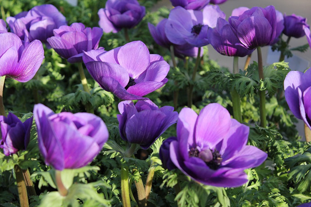 最爱紫色的银莲花太美了