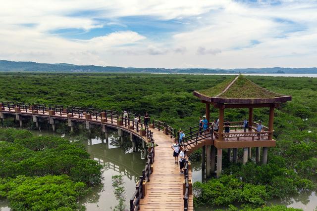 我国最大红树林旅游景区,世界第三,可以在海水下生长