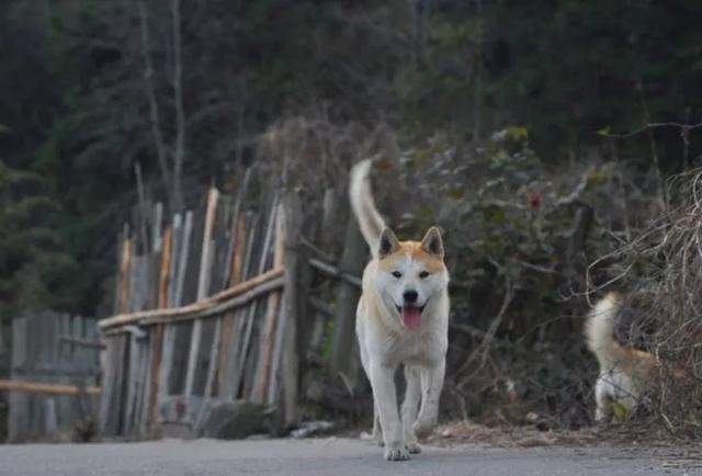 同样是土狗,为什么柴犬比中华田园犬更受欢迎?它们的区别在哪里