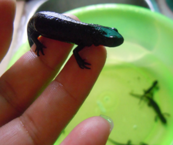 男子钓到5条长脚的"怪鱼",拿回家被猫偷吃后,悲剧发生