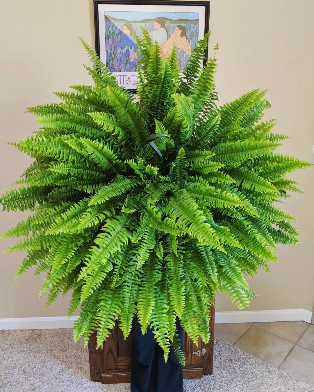 极其耐阴的几种观赏蕨类植物教你几个养护的秘诀避免叶黄干尖