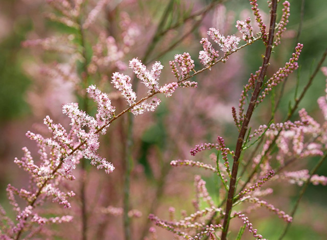 红柳,其实又被称为多枝柽柳,是一种灌木或者小乔木,是我国荒漠地区
