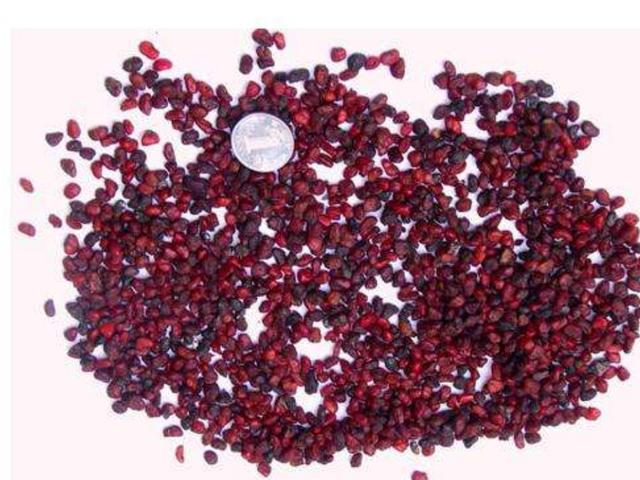 仙客来种子一年四季均可播种,但由于温度对出芽率影响较大,有些花友