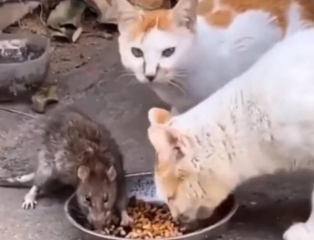 两只猫咪吃饭时,突然出现一只老鼠,接着居然敢在猫口夺食