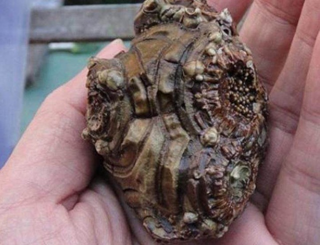 女子捡到奇怪石头,专家说是宝贝,女子却不开心了