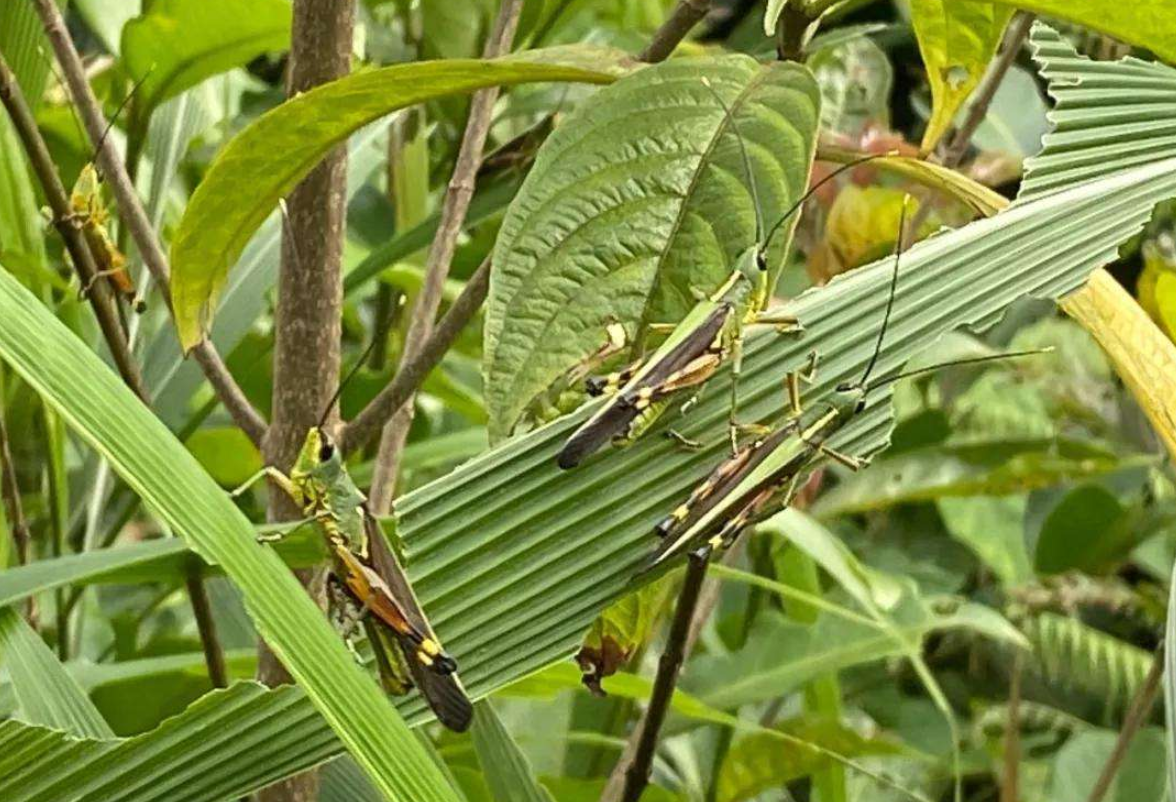 5万亩,会不会继续扩大?|云南|蝗灾|蝗虫_新浪新闻